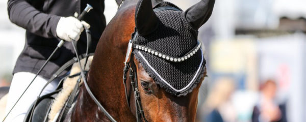 Equitation