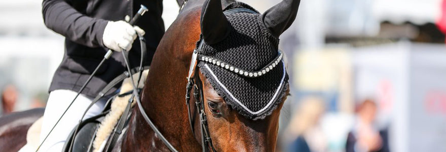 Equitation